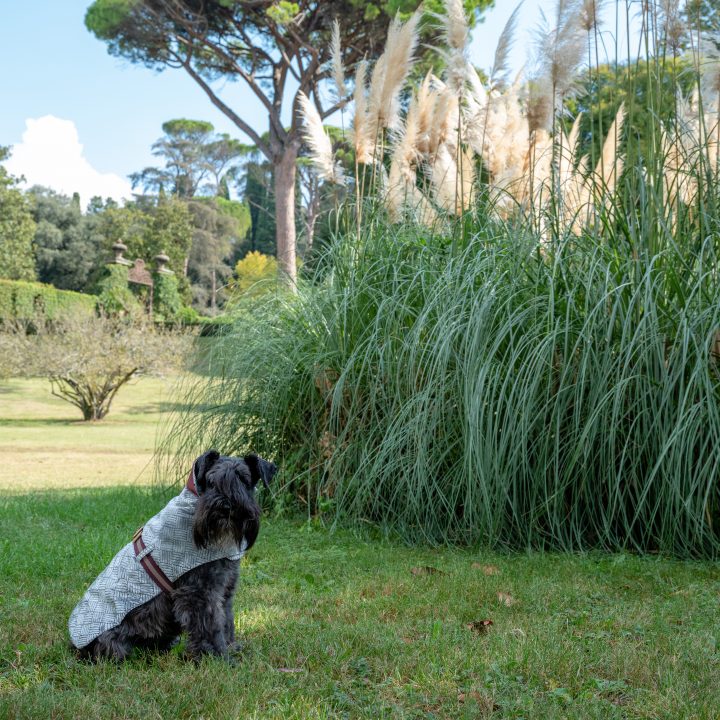 cappottino per cani impermeabile per cani indossato da cane Schnauzer in un giardino