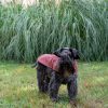impermeabile per cani cappottino per cani rosso vino indossato da cane Schanuzer in un giardino