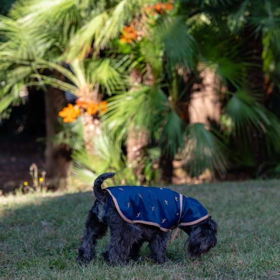 impermeabile per cani blu navy con cappuccio indossato in esterno da cane Schnauzer