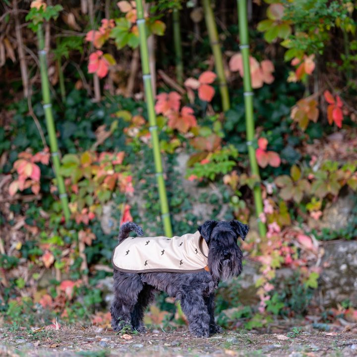 impermeabili per cani, abbigliamento di lusso, indossato da cane Schanuzer color beige