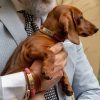 Taffy bar tag, braccialetto e tag per cani, indossato da uomo e cane bassotto