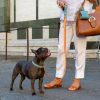 Guinzaglio fashion con cane bulldog francese Nabuck Celestial Leash, realizzato in nabuk con moschettone e rivette in ottone