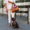 collare fashion per cani bulldog francese pelle nabuk a firenze