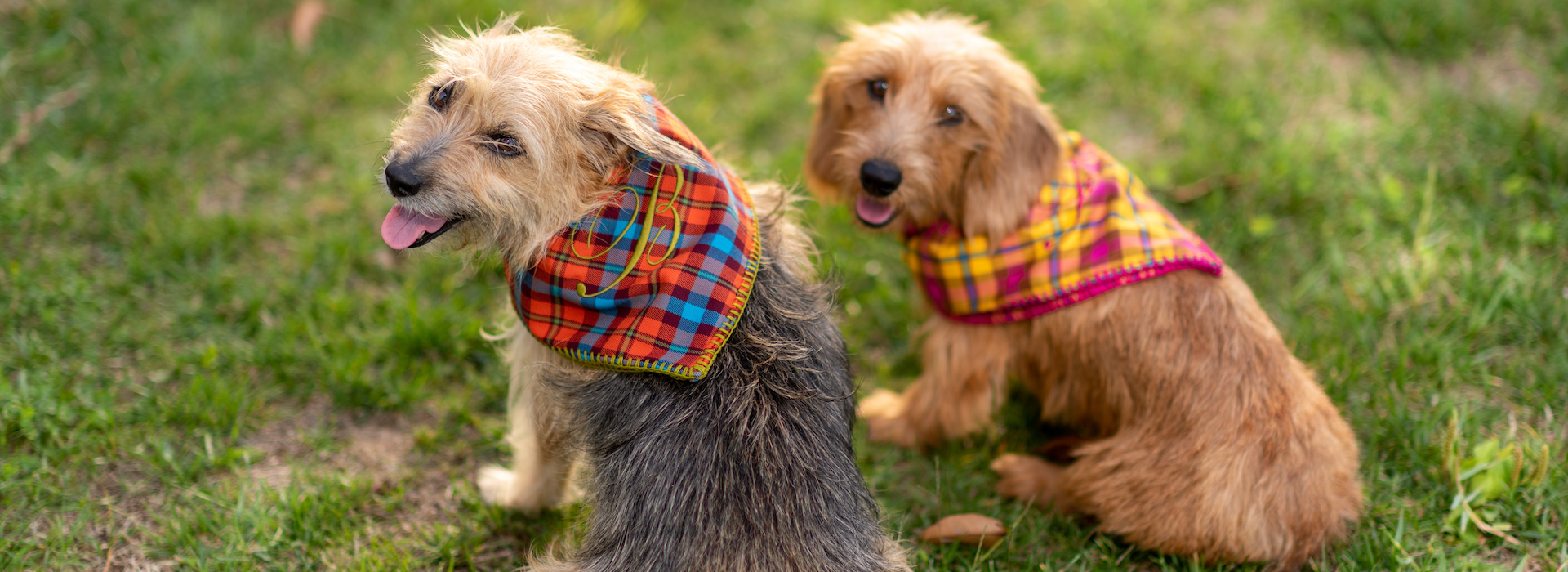EmmaFirenze dog scarves