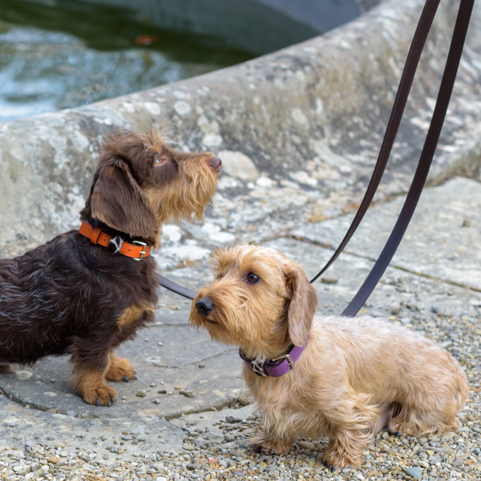 Pet Perfect Luxury Dog Collar Dog Gift - Italian Leather Designer Dog  Collar - Cute Dog Collar - Durable Dog Collar with Bow - Stylish and  Comfortable