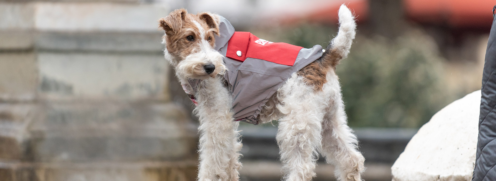 EmmaFirenze dog raincoats