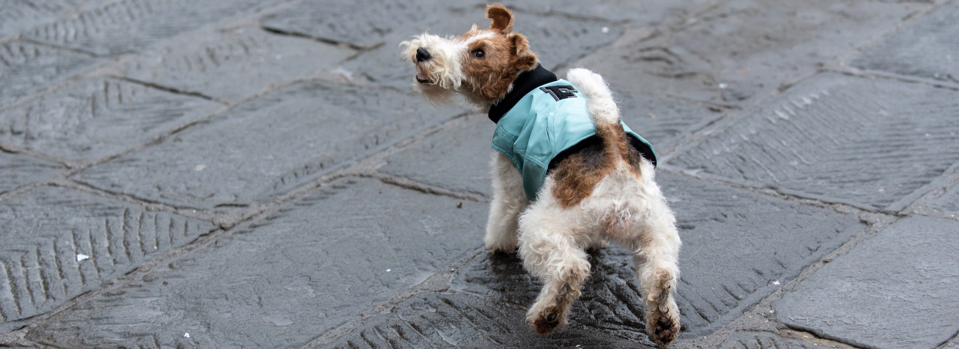 EmmaFirenze dog raincoats