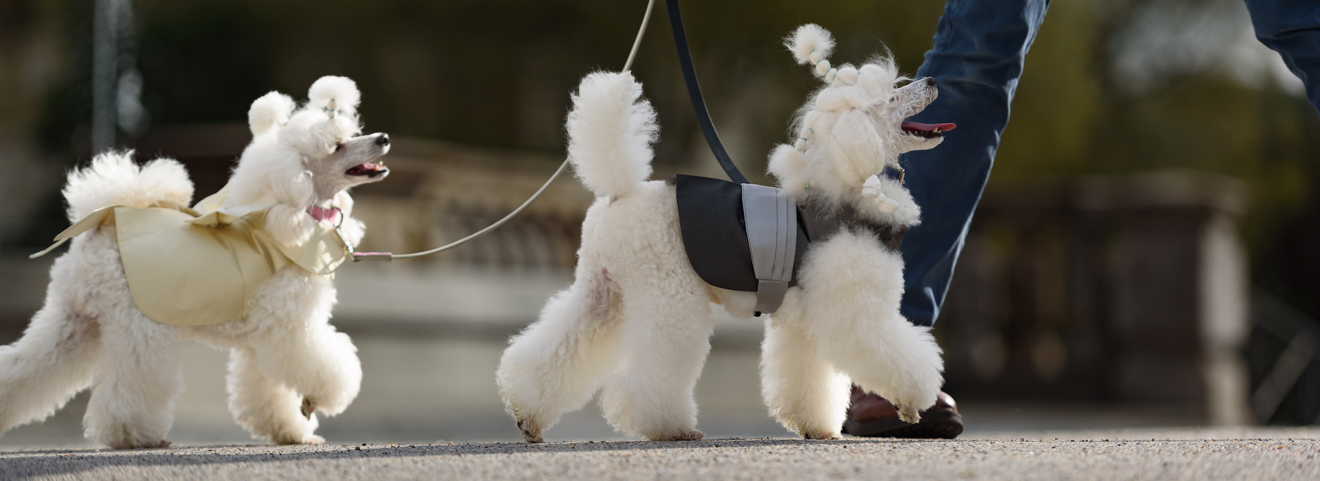Abbigliamento per cani